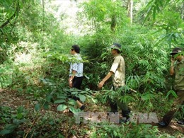 Chấn chỉnh sai phạm trong trồng rừng tại rừng phòng hộ Dầu Tiếng 